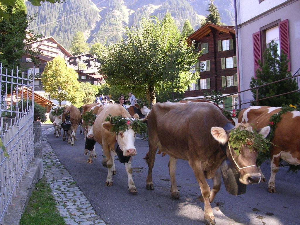 Chalet Acheregg Wengen Zewnętrze zdjęcie